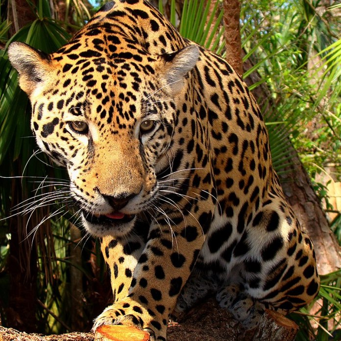 EPSAT Secretaria de Turismo - Panthera Onca